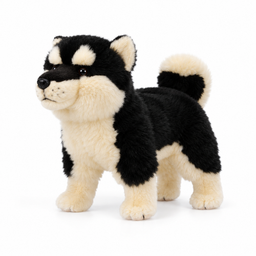 Black & White Akita — left three-quarter studio photo