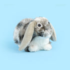 15CM Lop-Eared Rabbit Plush Toy Cute Bunny Mascot Doll