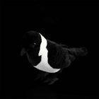 23CM Realistic Daurian Jackdaw High Fidelity Crow Plush Toy
