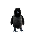 23CM Original Western Jackdaw Plush Doll Cute Bird Stuffed Toy