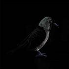 23CM Original Western Jackdaw Plush Doll Cute Bird Stuffed Toy