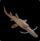 Long-Snouted Sawshark Plush Toy 70cm Realistic Marine Stuffed Animal